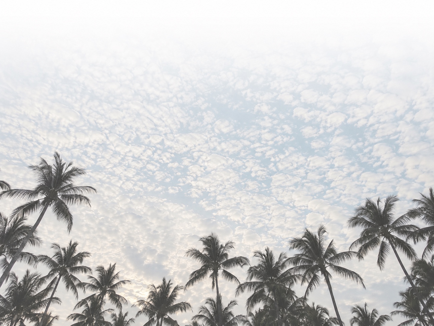 Palm silhouettes beneath a softly blue, cloud-filled sky fading to white